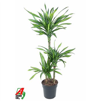 Dracena fragr  riki Riki 60-30-15pp 110cm 21cm Q2195