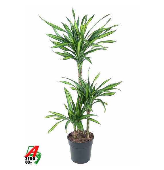 Dracena fragr  riki Riki 60-30-15pp 110cm 21cm Q2195