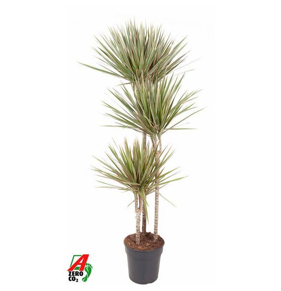 Dracena marg  bicolor Bicolor 90-60-30pp 150cm 24cm Q2196
