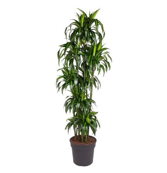 Dracena fragr  hawaiian sunshine Hawaiiana 150-carrousel10 pp 210cm 40cm Q2199
