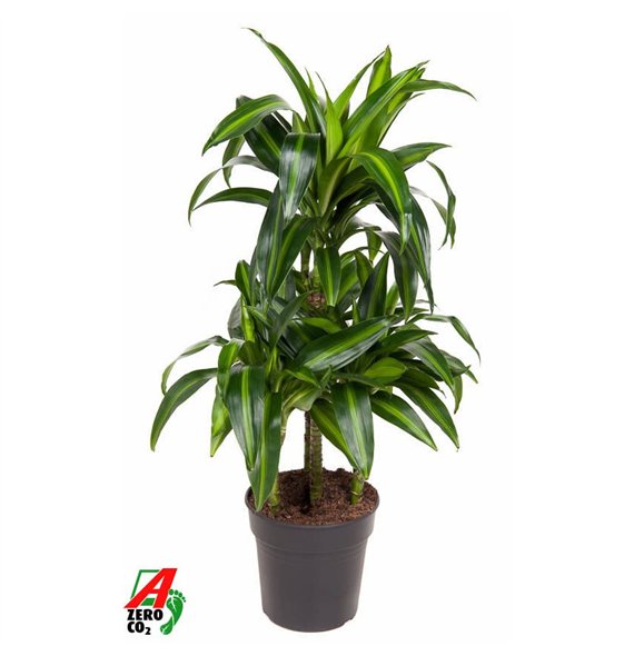 Dracena fragr  hawaiian sunshine Hawaiian 45-carrousel4 pp 100cm 21cm Q2200