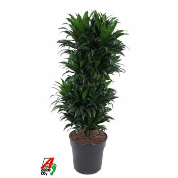 Dracena fragr  compacta Compacta branched P27pp 100cm 27cm Q2201