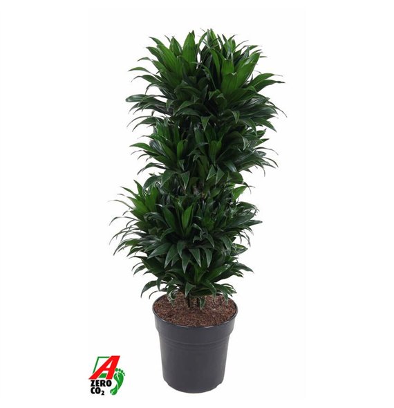 Dracena fragr  compacta Compacta branched P27pp 100cm 27cm Q2201