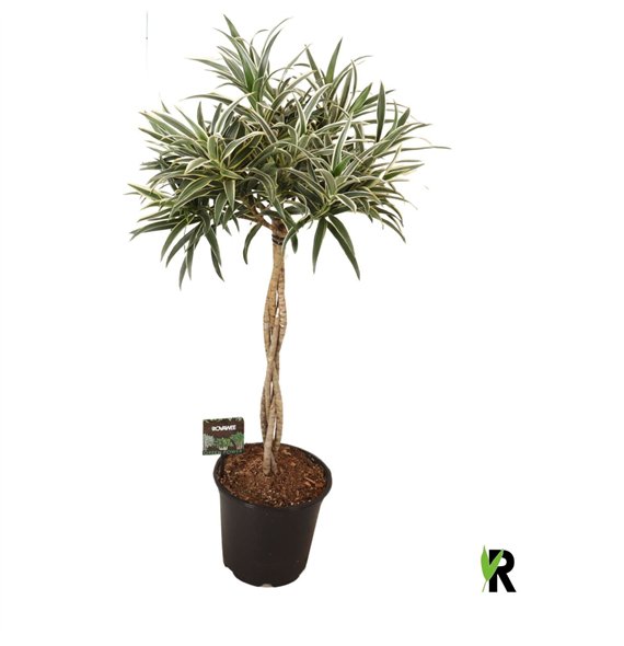 Dracena reflexa Valentina braided stem 1 pp 3 stems plnt 85cm 21cm Q2202