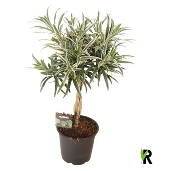 Dracena reflexa Valentina braided stem 1 pp 3 stems plnt 70cm 19cm Q2204