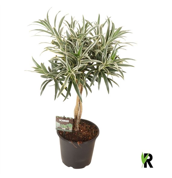 Dracena reflexa Valentina braided stem 1 pp 3 stems plnt 70cm 19cm Q2204