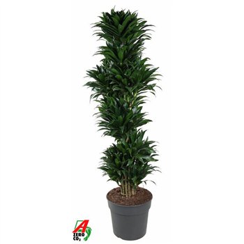 Dracena fragr  compacta Compacta branched P341 pp 160cm 34cm Q2205