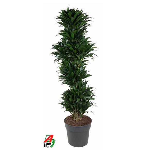 Dracena fragr  compacta Compacta branched P341 pp 160cm 34cm Q2205