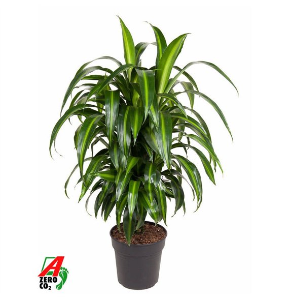 Dracena fragr  hawaiian sunshine Hawaiiana branched P24pp 90cm 24cm Q2206