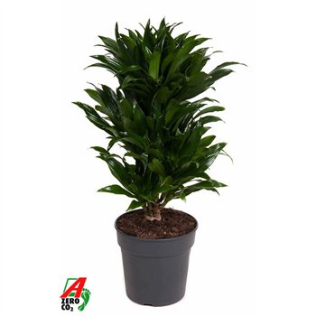 Dracena fragr  compacta Compacta branched P21pp 70cm 21cm Q2207