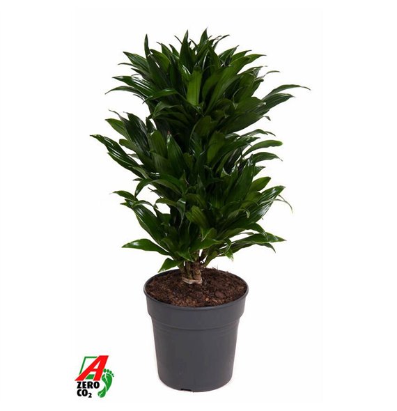 Dracena fragr  compacta Compacta branched P21pp 70cm 21cm Q2207