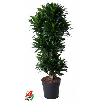 Dracena fragr  compacta Compacta branched P31pp 130cm 31cm Q2209