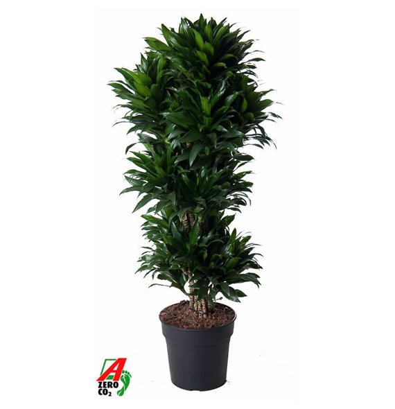 Dracena fragr  compacta Compacta branched P31pp 130cm 31cm Q2209