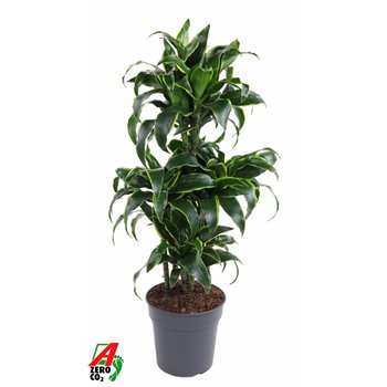 Dracena dorado compacta Dorado 60-carrousel5 pp 110cm 24cm Q2210