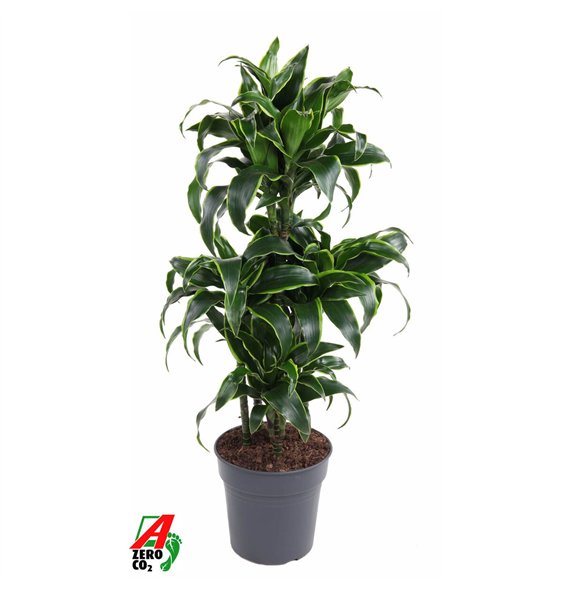 Dracena dorado compacta Dorado 60-carrousel5 pp 110cm 24cm Q2210