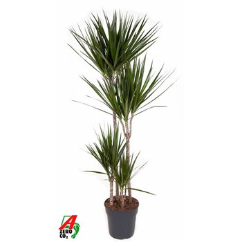 Dracena marginata Marginata 90-60-30-15pp 150cm 27cm Q2211