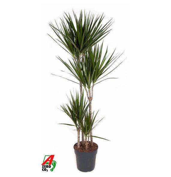 Dracena marginata Marginata 90-60-30-15pp 150cm 27cm Q2211
