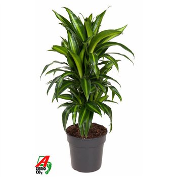 Dracena fragr  hawaiian sunshine Hawaiiana branched P21pp 90cm 21cm Q2212