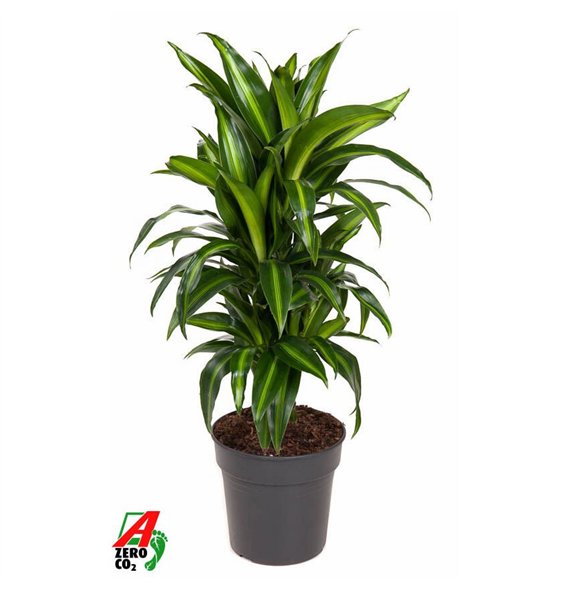 Dracena fragr  hawaiian sunshine Hawaiiana branched P21pp 90cm 21cm Q2212