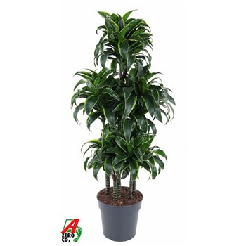 Dracena dorado compacta Dorado 90-carrousel6 pp 140cm 31cm Q2213