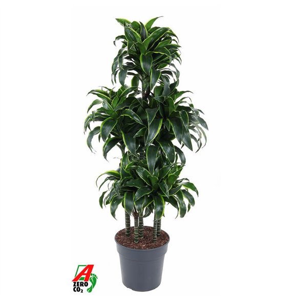 Dracena dorado compacta Dorado 90-carrousel6 pp 140cm 31cm Q2213