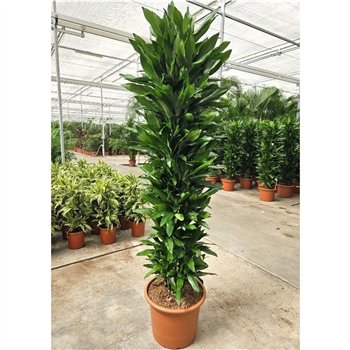 Dracena frag  der janet lind Janet Lind25 pp 250cm 50cm Q2214