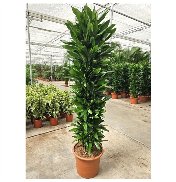 Dracena frag  der janet lind Janet Lind25 pp 250cm 50cm Q2214