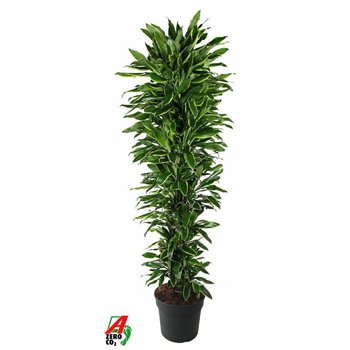 Dracena fragr  golden coast Gold Coast branched P401 pp 200cm 40cm Q2218