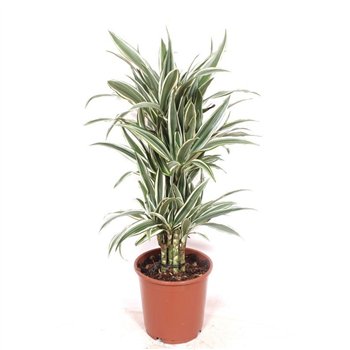 Dracena fragr  der white stripe White Stripe1 pp 90cm 24cm Q2219