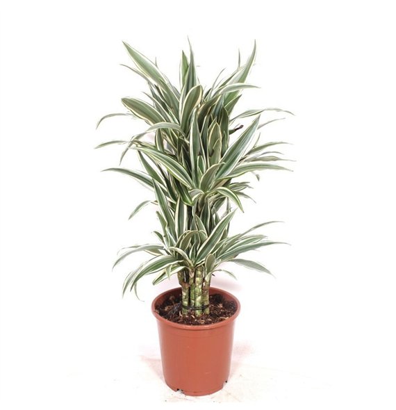 Dracena fragr  der white stripe White Stripe1 pp 90cm 24cm Q2219