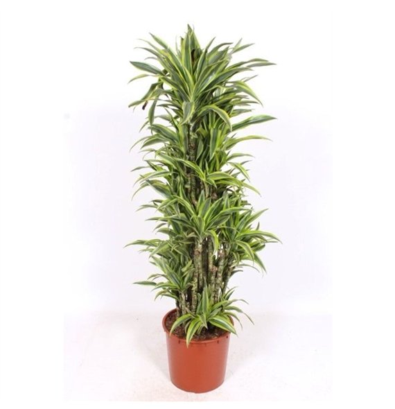 Dracena fragr  der lemon lime Lemon Lime15 pp 180cm 34cm Q2221