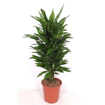 Dracena frag  der janet lind Janet Lind10 pp 120cm 27cm Q2222