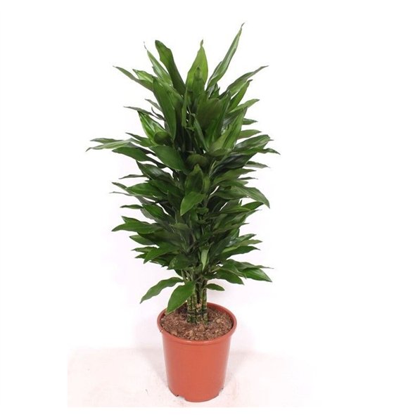 Dracena frag  der janet lind Janet Lind10 pp 120cm 27cm Q2222