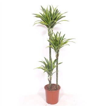 Dracena fragr  der lemon lime Lemon Lime3 pp 140cm 24cm Q2225