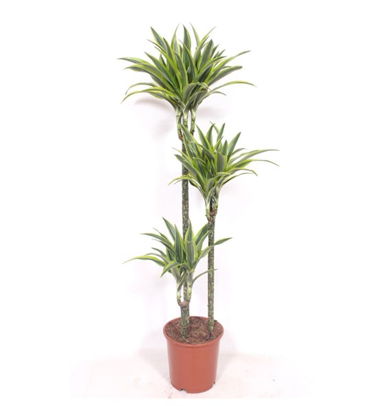 Dracena fragr  der lemon lime Lemon Lime3 pp 140cm 24cm Q2225