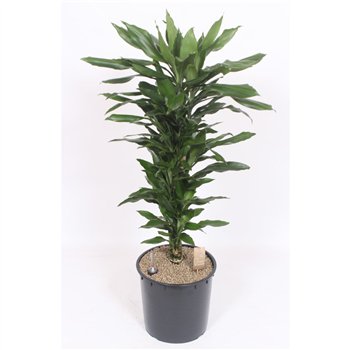 Dracena frag  der janet lind Janet Lind10 pp 130cm 34cm Q2227