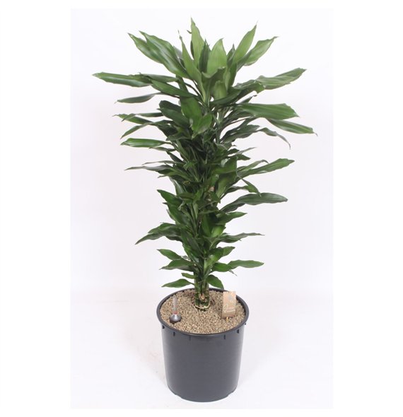Dracena frag  der janet lind Janet Lind10 pp 130cm 34cm Q2227