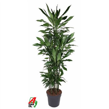Dracena fragr  janet lind Janet Lind 120-carrouselpp 200cm 34cm Q2228