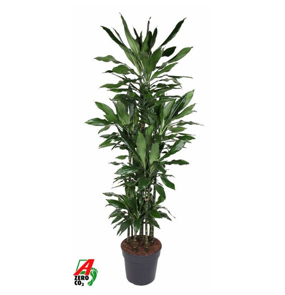 Dracena fragr  janet lind Janet Lind 120-carrouselpp 200cm 34cm Q2228