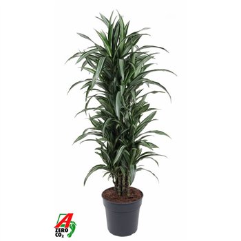 Dracena fragr  der ulises Ulises branched P31pp 150cm 31cm Q2229