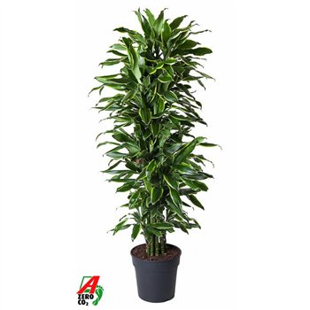 Dracena fragr  golden coast Gold Coast branched P31pp 140cm 31cm Q2230