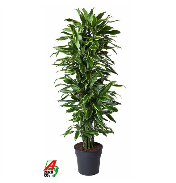 Dracena fragr  golden coast Gold Coast branched P31pp 140cm 31cm Q2230