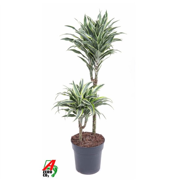 Dracena fragr  compacta surprise Surprise 45-152 pp 80cm 19cm Q2232