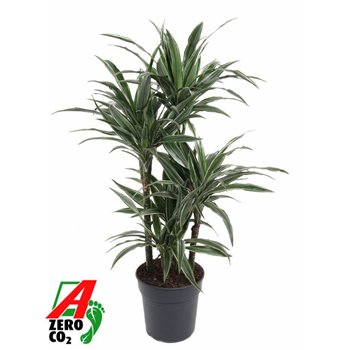 Dracena fragr  der warneckei Warneckei 60-carrousel5 pp 110cm 24cm Q2233