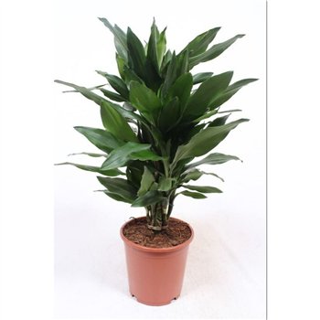 Dracena frag  der janet lind Janet Lind5 pp 80cm 21cm Q2237