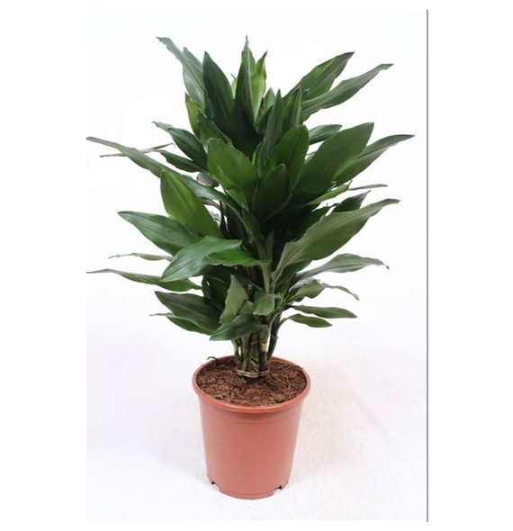 Dracena frag  der janet lind Janet Lind5 pp 80cm 21cm Q2237