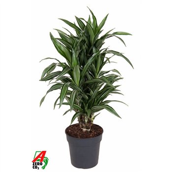 Dracena fragr  der ulises Ulises branched P24pp 90cm 24cm Q2240