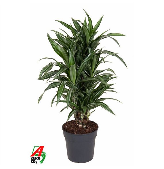 Dracena fragr  der ulises Ulises branched P24pp 90cm 24cm Q2240