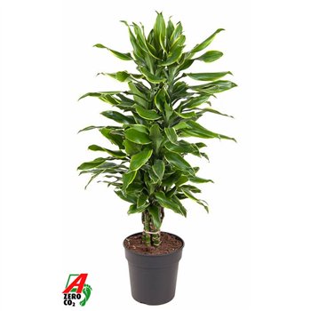 Dracena fragr  golden coast Gold Coast branched P24pp 90cm 24cm Q2241