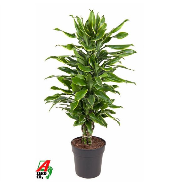 Dracena fragr  golden coast Gold Coast branched P24pp 90cm 24cm Q2241